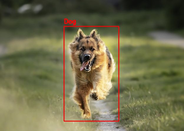 Image dog with bounding box.