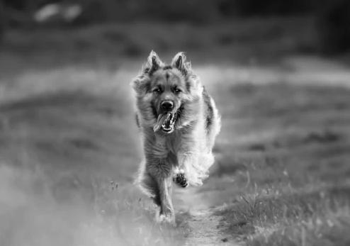Gayscale dog image.